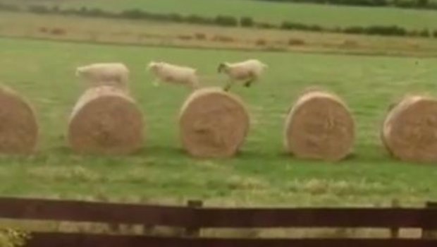 «Frohes Siloballen-Hüpfen» könnte die Sportart heissen, die drei Schafe hier praktizieren. (Bild Screenshot Facebook/Wolf Spirit)