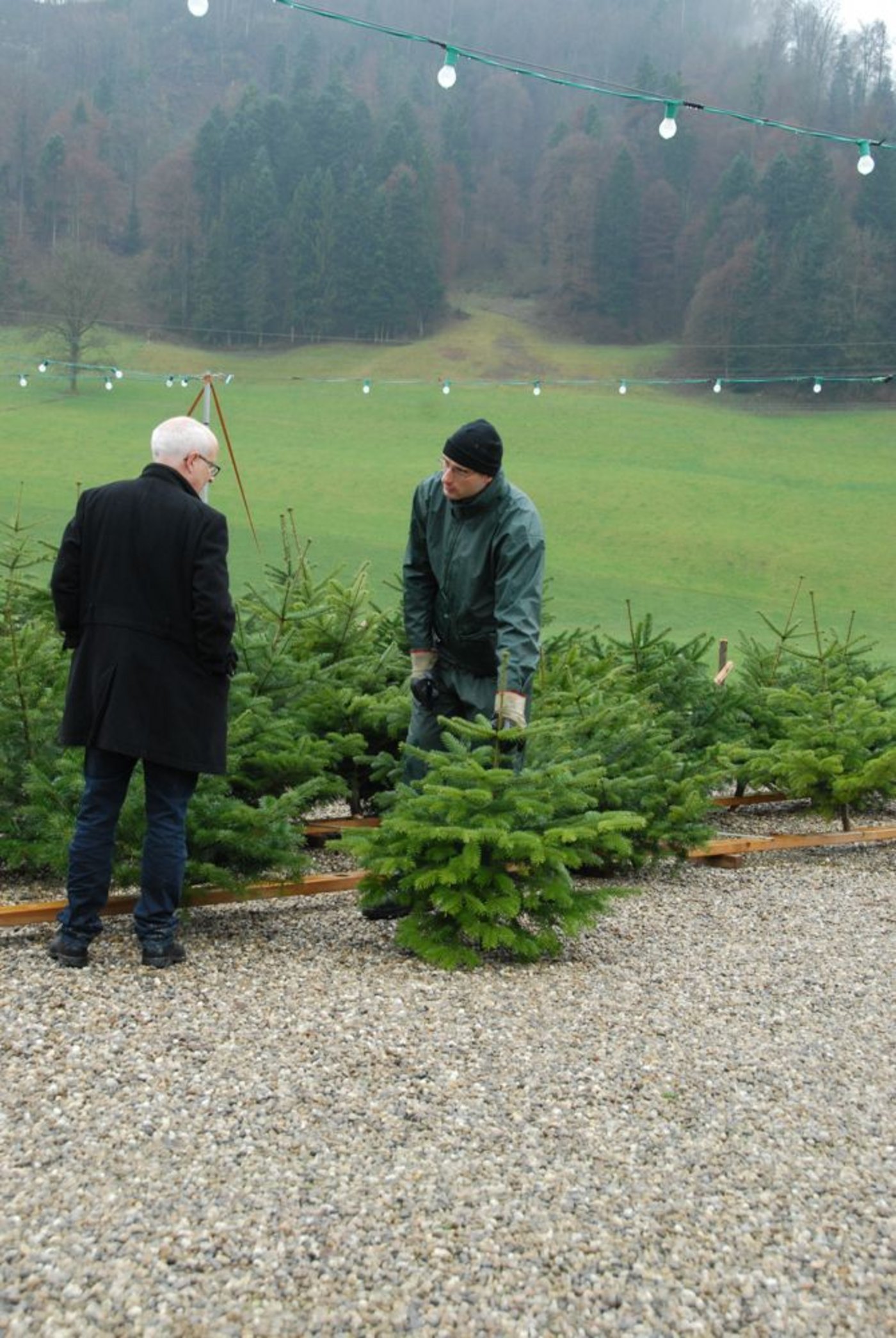 an den Verkauf. Nach kurzer Beratung wird eine kleine Nordmanntanne gekauft, eingepackt und abtransportiert. Andere Kunden brauchen etwas mehr Zeit als dieser Herr. 