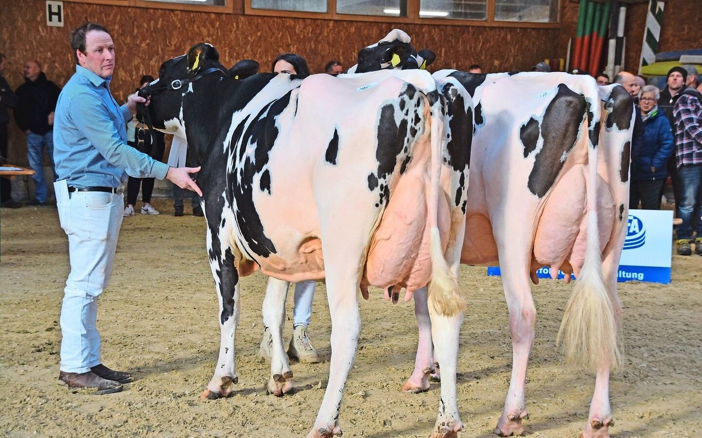 Schöneuter Top Gun Delta-Lambda Excalibur (r.), Beat Krebs, Reserve C-W-S Pinnacle Bonnie, Cyrill Schenk, Kaltacker. 