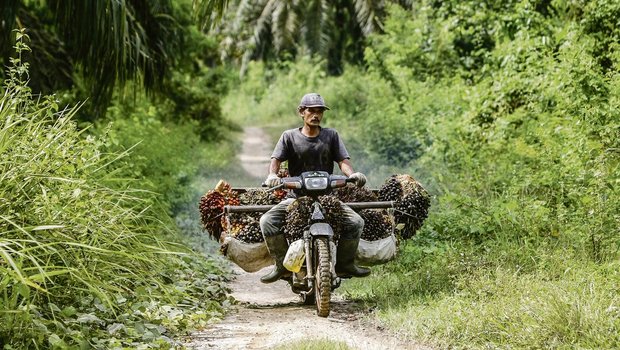 Ein Mitarbeiter einer Palmölplantage transportiert geerntete Palmnüsse auf seinem Töff im Dorf Seumanahy Jaya. Indonesien ist der grösste Palmölproduzent der Welt. (Bild EPA/Hotli Simanjuntak)