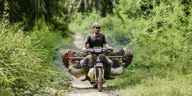 Ein Mitarbeiter einer Palmölplantage transportiert geerntete Palmnüsse auf seinem Töff im Dorf Seumanahy Jaya. Indonesien ist der grösste Palmölproduzent der Welt. (Bild EPA/Hotli  Simanjuntak)
