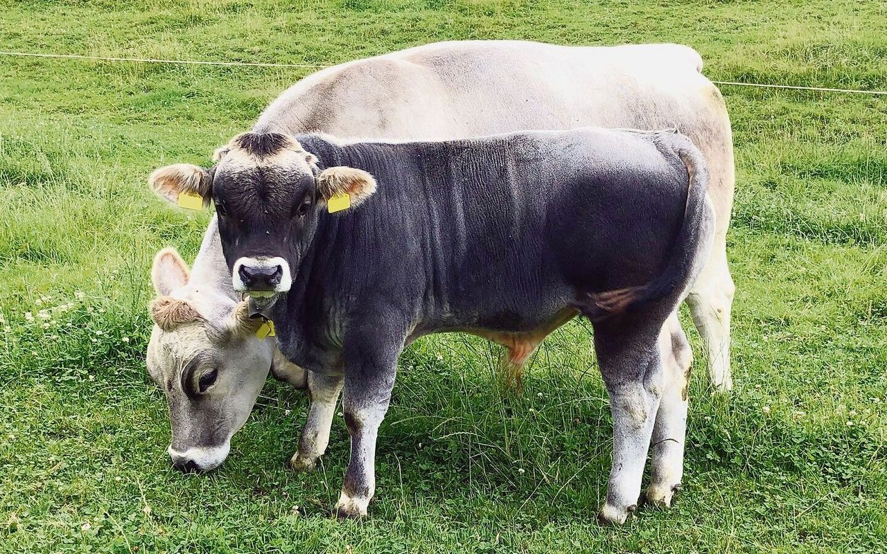 Natura-Veal ist gesucht. Es fehlen jährlich 3000 Tiere. Rassen wie Grauvieh sind sehr geeignet für diese Produktionsform. 