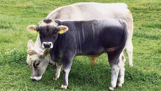 Natura-Veal ist gesu Natura-Veal ist gesucht. Es fehlen jährlich 3000 Tiere. Rassen wie Grauvieh sind sehr geeignet für diese Produktionsform.