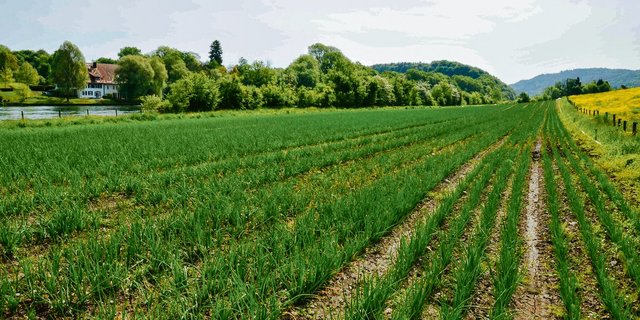 Zwiebelgemüse wächst nicht bodenbedeckend. Eine regelmässige Unkrautbehandlung istdeshalb notwendig. (Bild Hans Ott)
