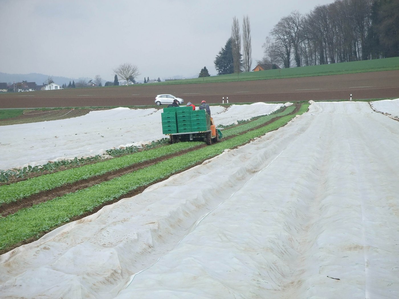 Vlies schützt die Kulturen im Frühjahr vor dem Frost und behalten die Wärme im Boden. (Bild David Eppenberger)