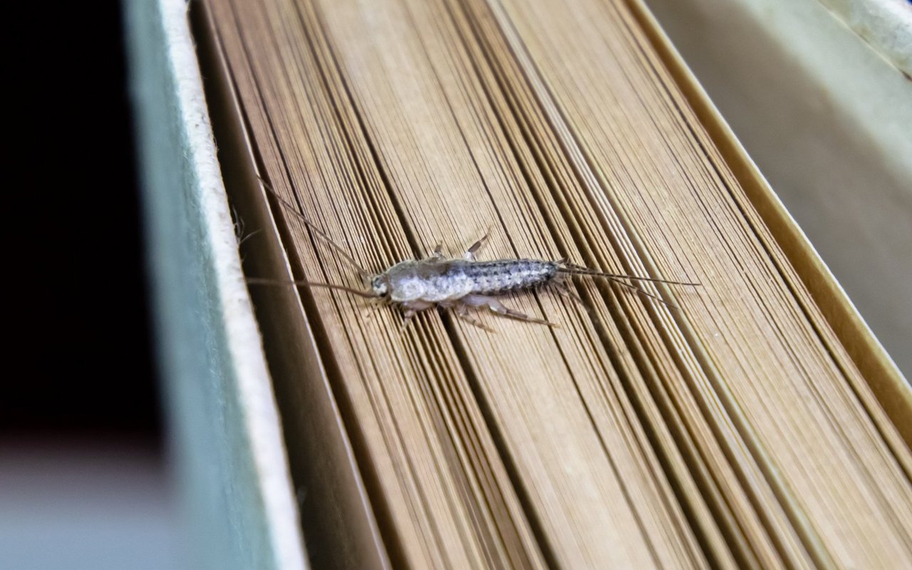 Silberfische können in Bibliotheken grossen Schaden anrichten.