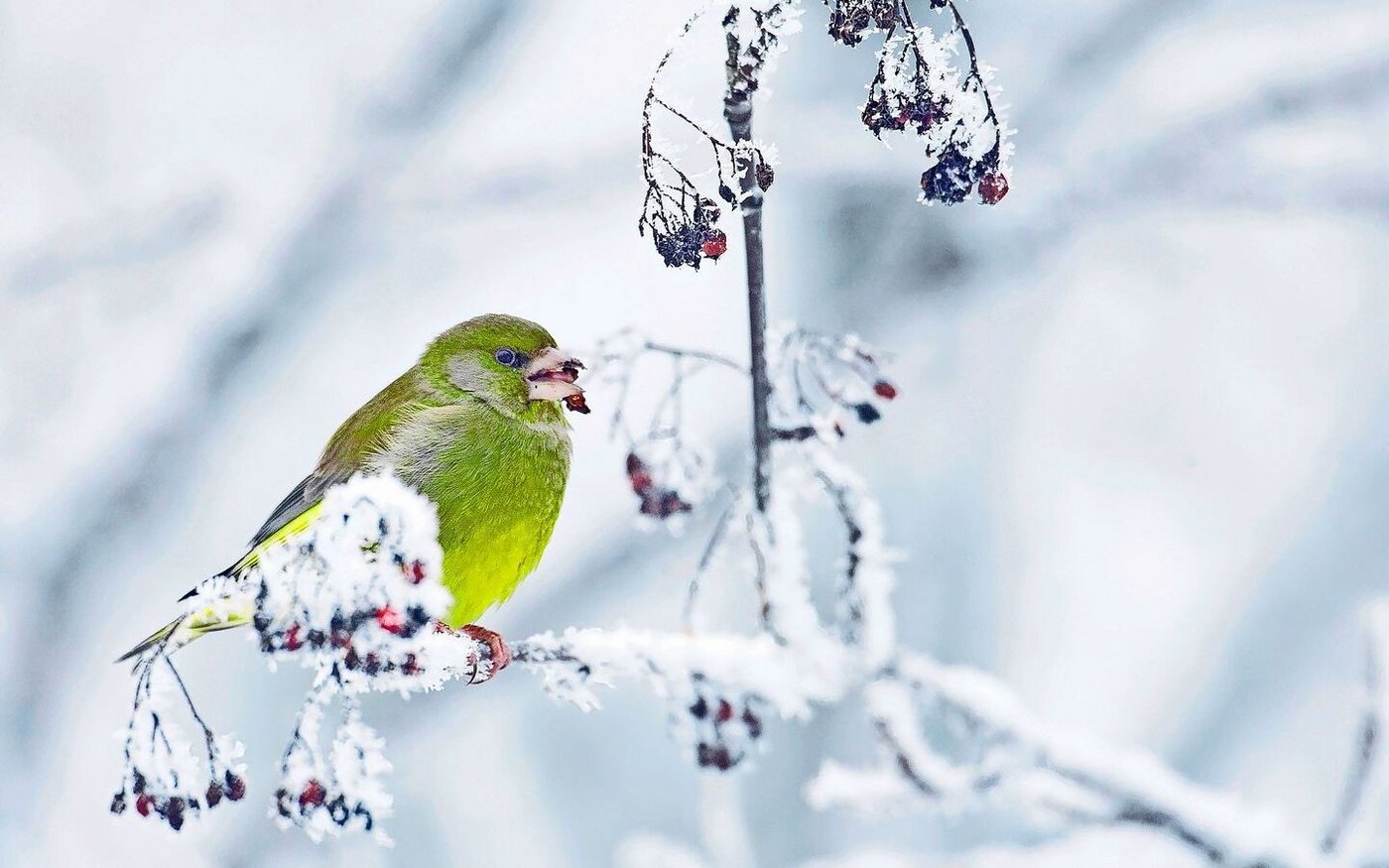 Einheimische Beerensträucher und Wildstauden bieten überwinternden Kleinvögeln wie diesem Grünfink Nahrung.
