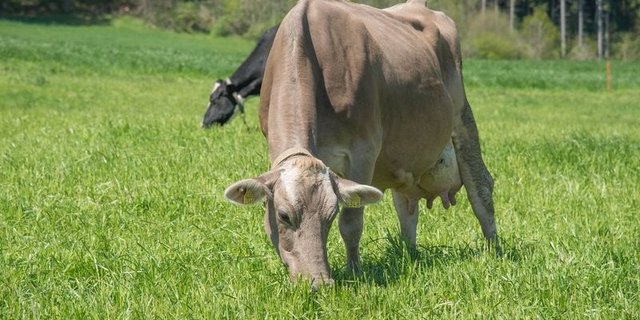 Eine Düngergrossvieheinheit (DGVE) entspricht dem durchschnittlichen jährlichen Anfall von Gülle und Mist einer Kuh. In der Anfang Jahr vorgestellten Botschaft zur AP22+ sieht der Bundesrat unter anderem die Reduktion der erlaubten tierischen Dünger von drei auf 2,5 Düngergrossvieheinheit (DGVE) pro Hektare vor. (Bild de)