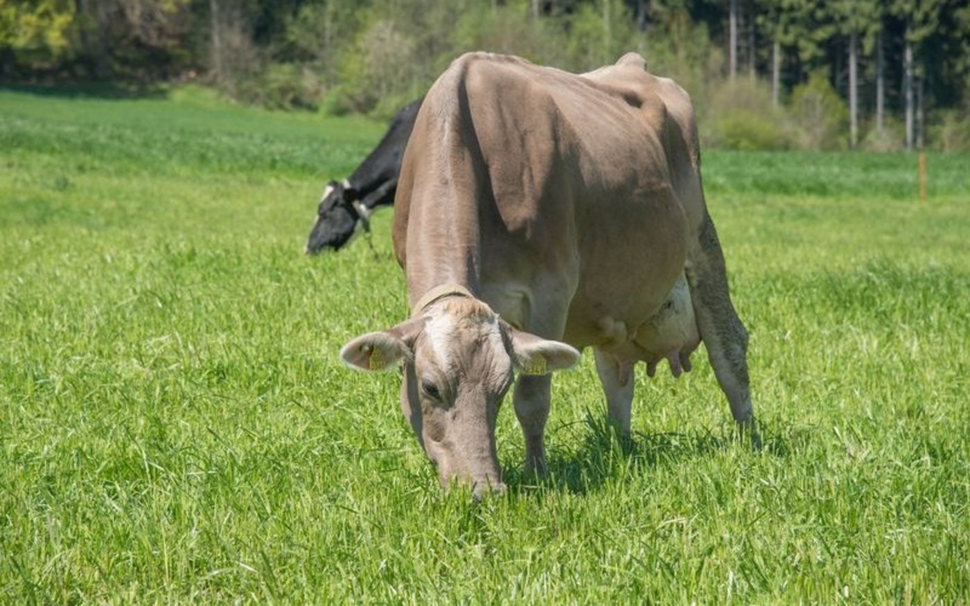 Eine Düngergrossvieheinheit (DGVE) entspricht dem durchschnittlichen jährlichen Anfall von Gülle und Mist einer Kuh. In der Anfang Jahr vorgestellten Botschaft zur AP22+ sieht der Bundesrat unter anderem die Reduktion der erlaubten tierischen Dünger von drei auf 2,5 Düngergrossvieheinheit (DGVE) pro Hektare vor. (Bild de)