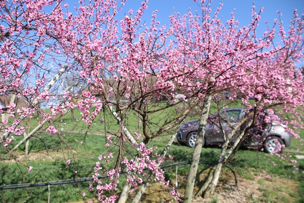 Pfirsichbäume stehen bereits in Vollblüte und sind daher anfälliger für Frostschäden als später blühende Kulturen. (Bild RoMü)