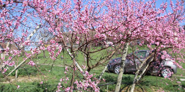 Pfirsichbäume stehen bereits in Vollblüte und sind daher anfälliger für Frostschäden als später blühende Kulturen. (Bild RoMü)