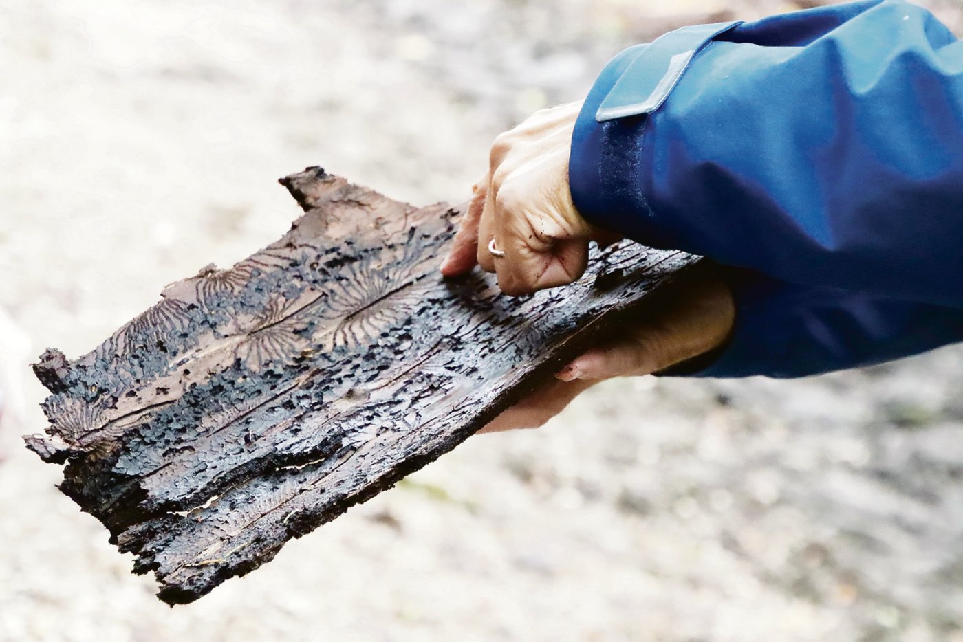 Unter der Fichtenrinde zeigt sich das typische vom Buchdrucker angelegte Schadbild.