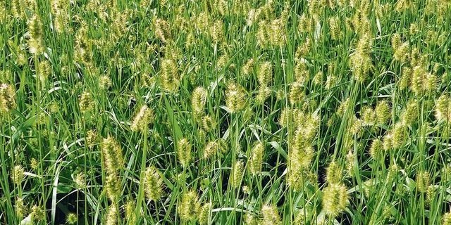 Borstenhirse so weit das Auge reicht: Solche Bestände haben einen tiefen Futterwert und können als Dürrfutter bei Tieren zu Verletzungen in der Mundhöhle und an der Zunge führen.