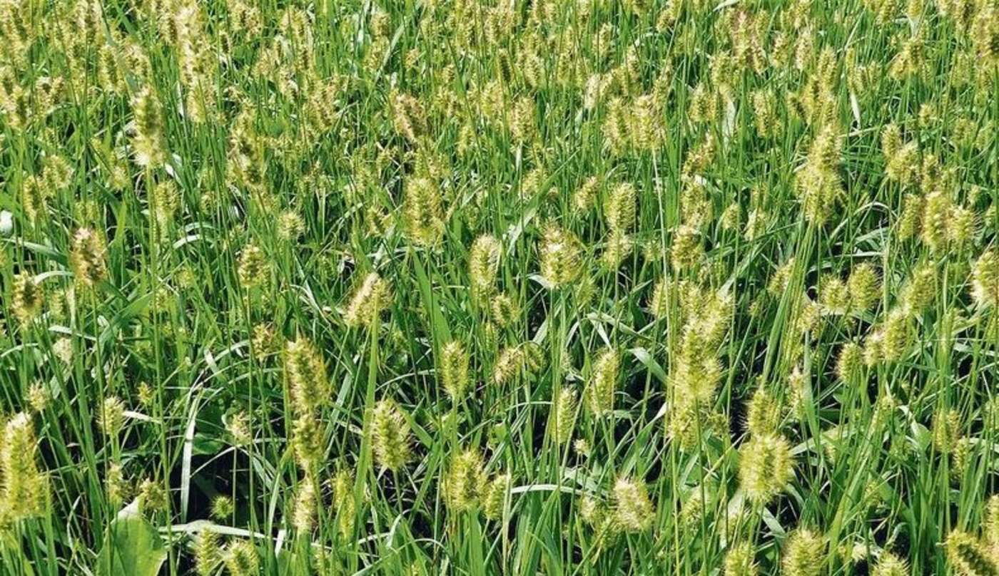 Borstenhirse so weit das Auge reicht: Solche Bestände haben einen tiefen Futterwert und können als Dürrfutter bei Tieren zu Verletzungen in der Mundhöhle und an der Zunge führen.