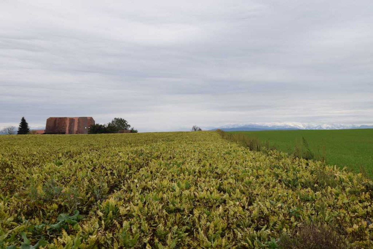 Laut den Freiburger Zuckerrübenpflanzern ist der ganze Kanton betroffen. (Bild Freiburgische Landwirtschaftskammer)