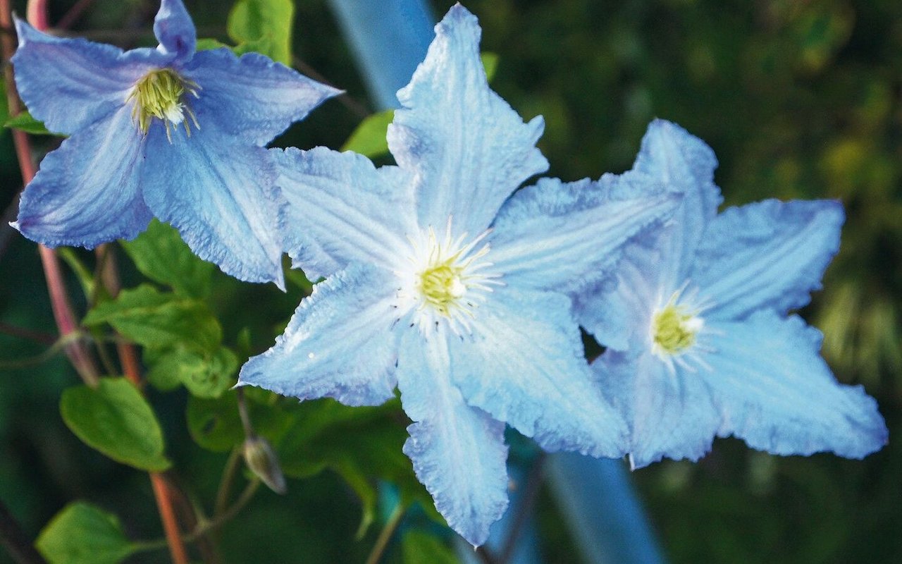 Die Qual der Wahl: Clematis beeindrucken gibt es in weiss, rosa, blau, violett und gelb. Im Bild Clematis-Hybride 'Blue Angel'.