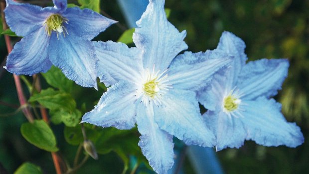 Die Qual der Wahl: Clematis beeindrucken gibt es in weiss, rosa, blau, violett und gelb. Im Bild Clematis-Hybride 'Blue Angel'.