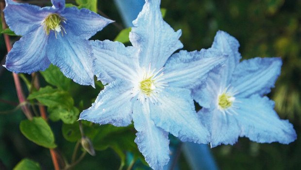 Die Qual der Wahl: Clematis beeindrucken gibt es in weiss, rosa, blau, violett und gelb. Im Bild Clematis-Hybride 'Blue Angel'.