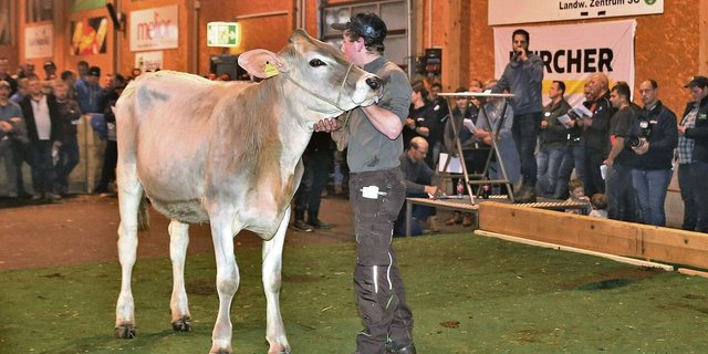 Die 17 Monate alte Noro-Tochter Zika von Christian Eggenberger aus Gams präsentierte sich mit viel Eleganz. Auktionator Matthias Süss konnte sie für 5000 Franken einem neuen Besitzer zuschlagen.