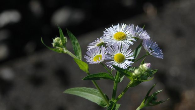 Des Berufskraut breitet sich rasant aus und bedroht nicht nur Biodiversitätsförderflächen. (Bild Neopyt.ch)