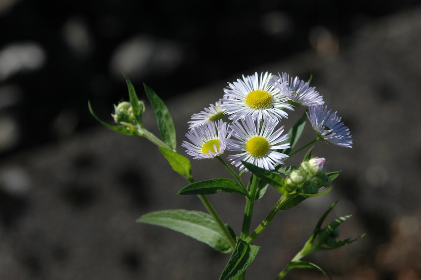 Des Berufskraut breitet sich rasant aus und bedroht nicht nur Biodiversitätsförderflächen. (Bild Neopyt.ch)
