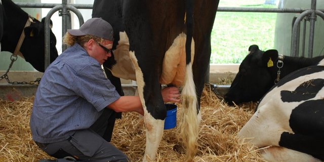 «Das Melken macht mir Sorgen»: Trotzdem, Daniel Hasler stellt sich beim Melkwettbewerb gut an. (Bild 1/10 / Bilder: Jeanne Woodtli)