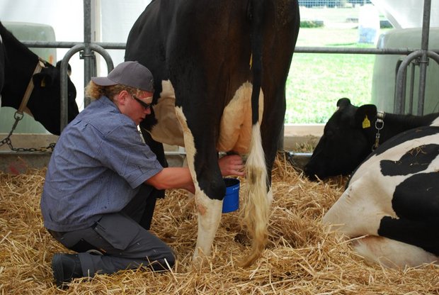 «Das Melken macht mir Sorgen»: Trotzdem, Daniel Hasler stellt sich beim Melkwettbewerb gut an. (Bild 1/10 / Bilder: Jeanne Woodtli)