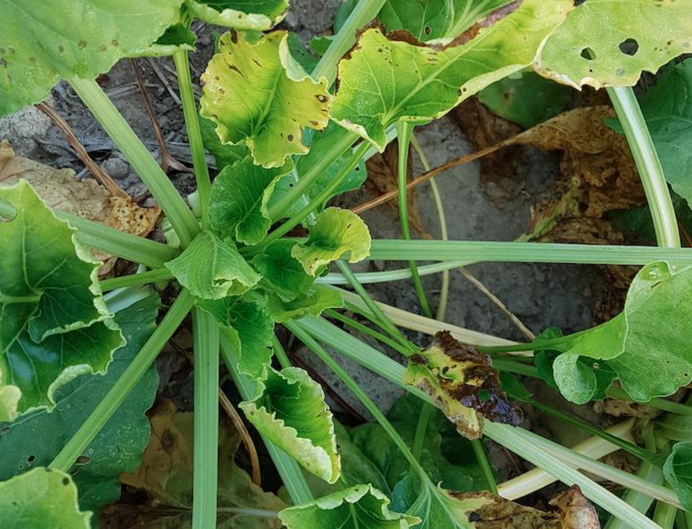 Bei der neuen Krankheit werden die Blätter der Zuckerrüben Ende Juli zitronengelb. (Bild Samuel Jenni)