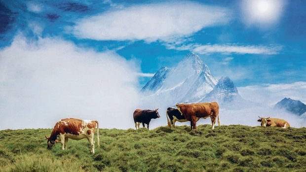 Kühe auf einer Alp i Kühe auf einer Alp in Grindelwald BE: Das Leben z Bärg mag in der Vorstellung und in Teilen idyllisch sein, aber es ist auch knochenharte Arbeit.