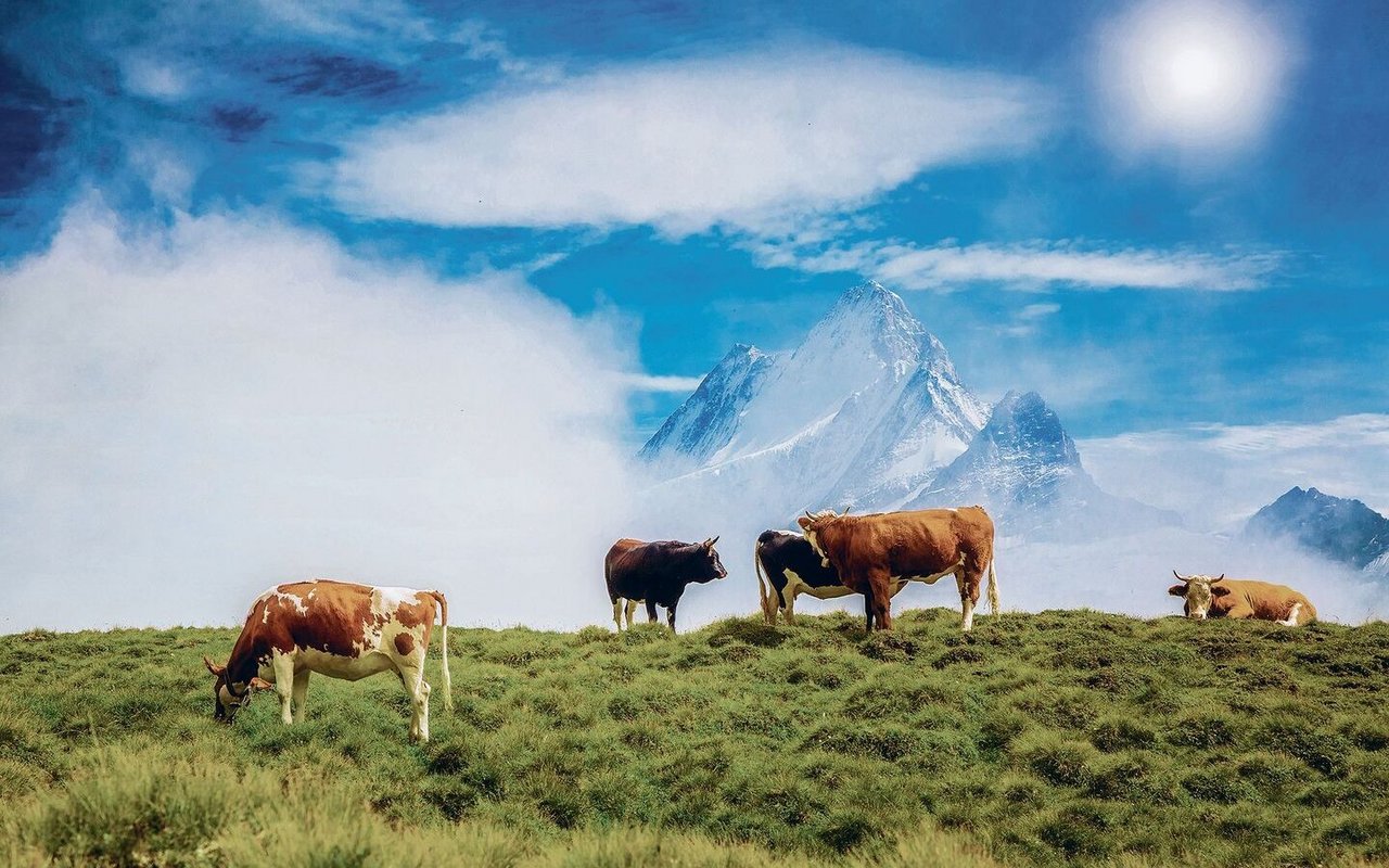 Kühe auf einer Alp in Grindelwald BE: Das Leben z Bärg mag in der Vorstellung und in Teilen idyllisch sein, aber es ist auch knochenharte Arbeit.