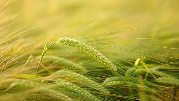 Agrarallianz wünscht sich von der AP 22+ mehr Dynamik in der Landwirtschaft. (Bild pixabay)