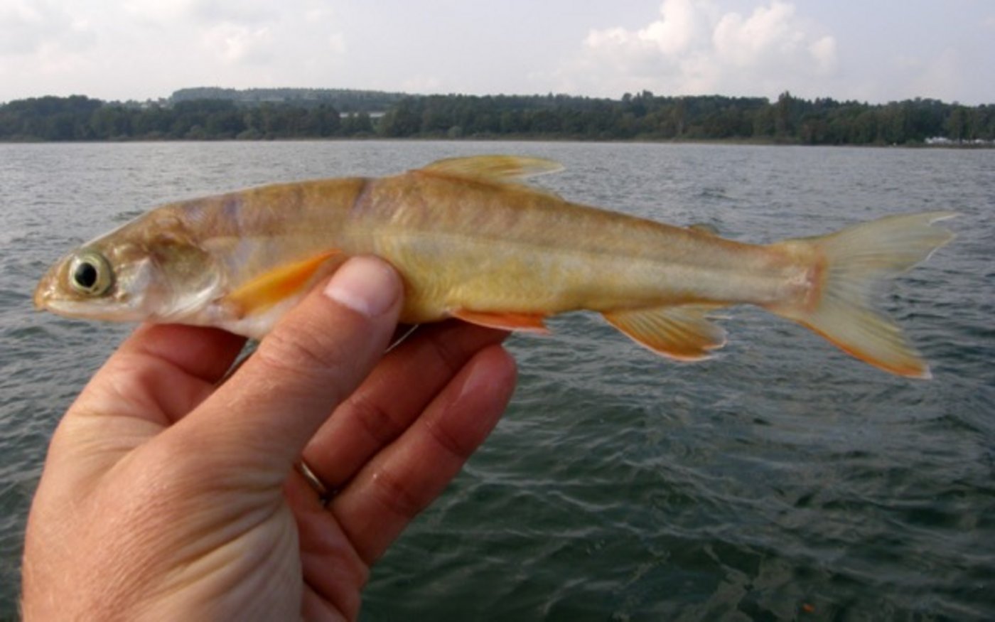 Ein Exemplar des ausgestorben geglaubten Tiefensaiblings  (Salvelinus profundus) aus dem Bodensee. (Bild Eawag)