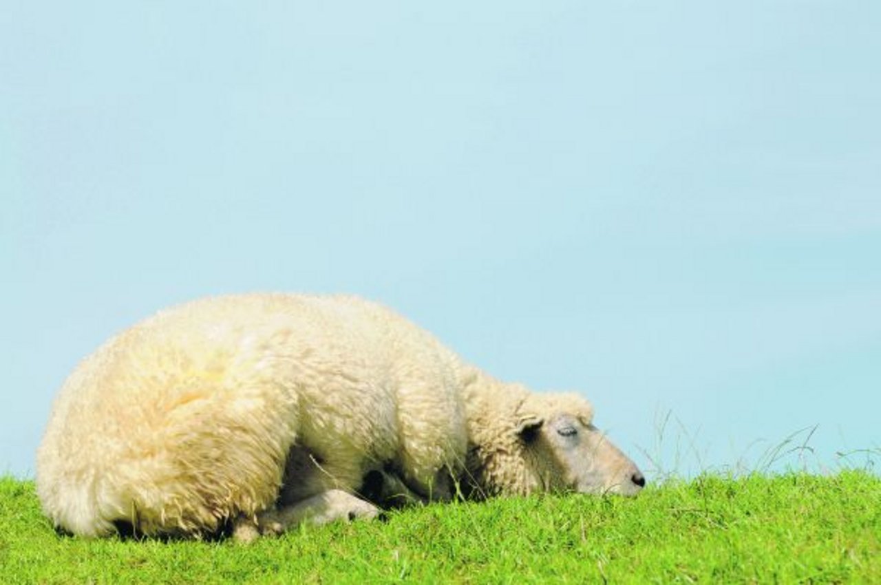 Sonnig sind die Zeiten zwar für dieses Schaf, jedoch nicht für sein Kleid, die Wolle. Obwohl sehr vielseitig, fristet die Wolle ein Schattendasein. (Bild Carola Schubbel)