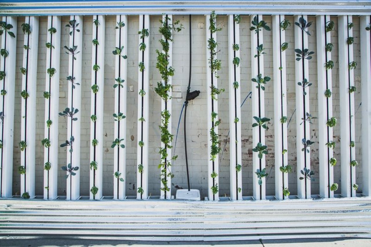 Die Fenaco Landesprodukte sieht im Vertical Farming eine Möglichkeit, künftig nachhaltiger und gesünder Lebensmittel zu produzieren. (Bild lid) 