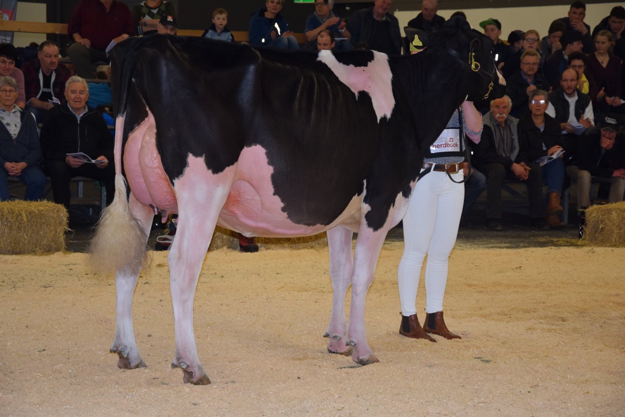 Junior-Champion bei den Holstein/Red Holstein: Gobelis Atwood Sunny, Gobeli Holstein, Saanen.