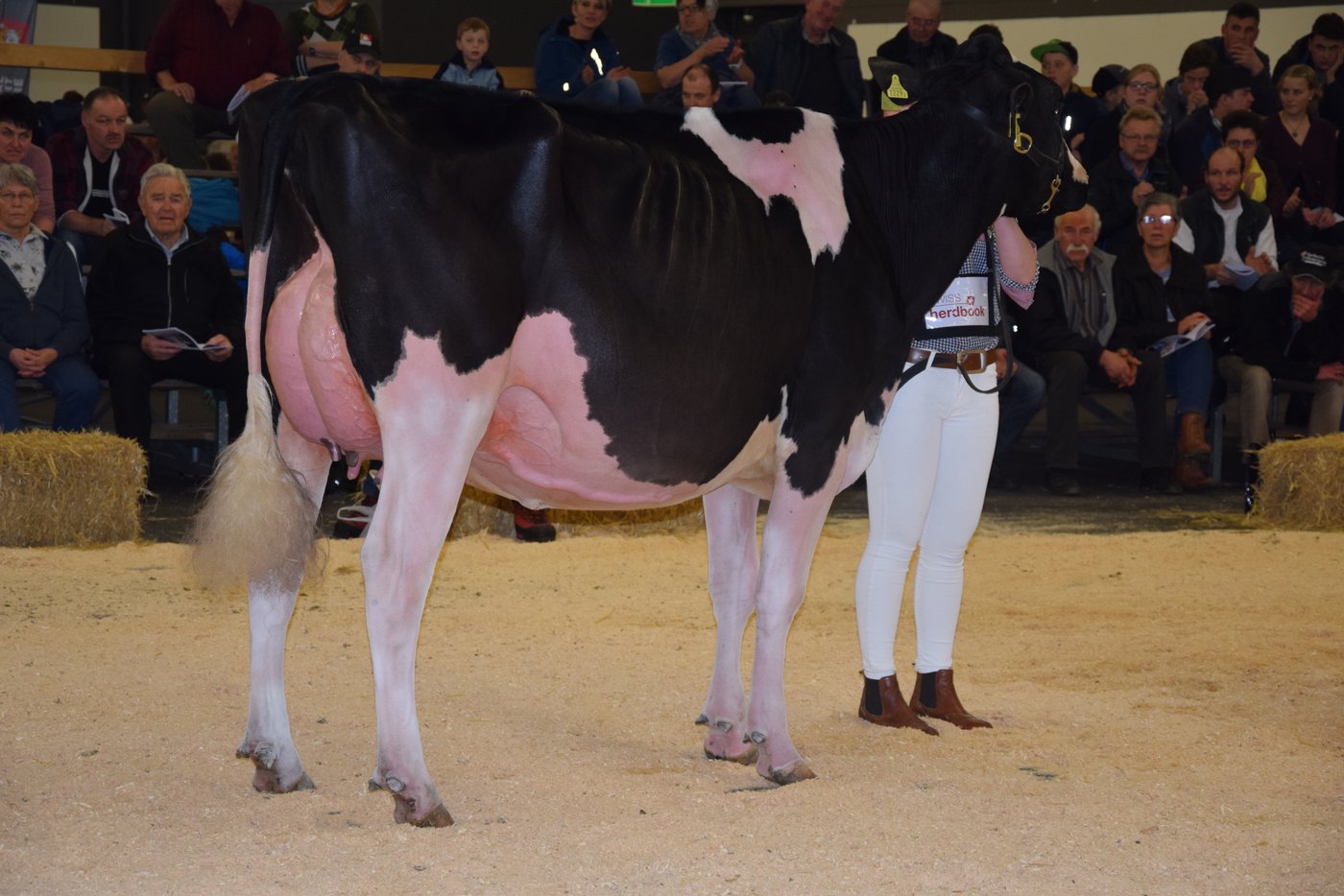 Junior-Champion bei den Holstein/Red Holstein: Gobelis Atwood Sunny, Gobeli Holstein, Saanen.