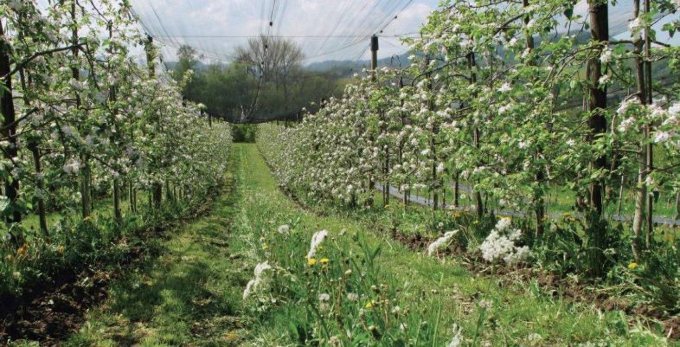 Um die Effizienz der Blühstreifen zu steigern, lohnt es sich, andere natürliche Elemente wie arten- und strukturreiche Hecken anzulegen. (Bild FiBL)