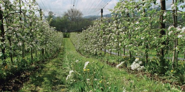 Um die Effizienz der Blühstreifen zu steigern, lohnt es sich, andere natürliche Elemente wie arten- und strukturreiche Hecken anzulegen. (Bild FiBL)