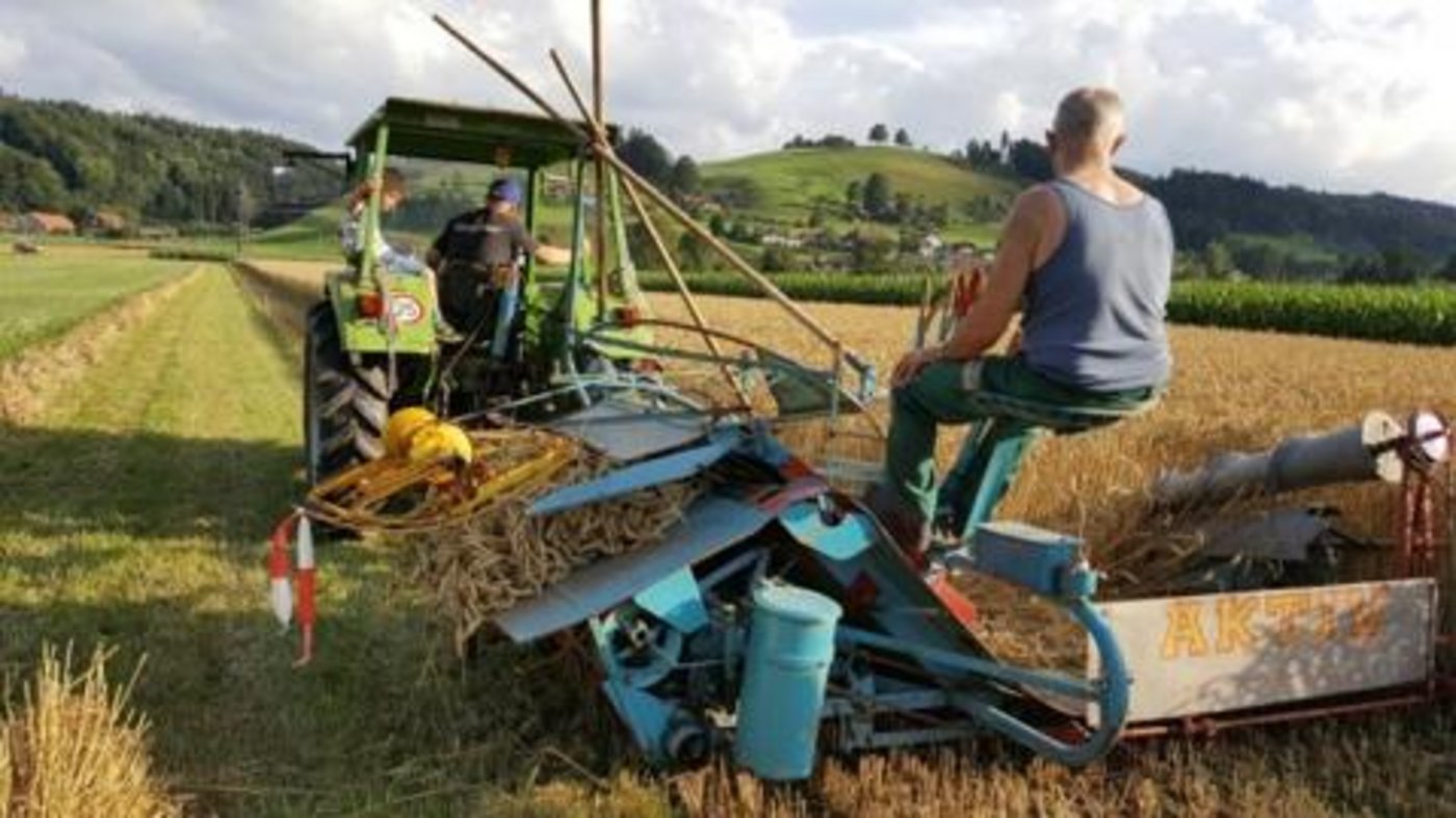 Der Verein «Freunde alter Traktoren Schötz» beim Bindemähen...