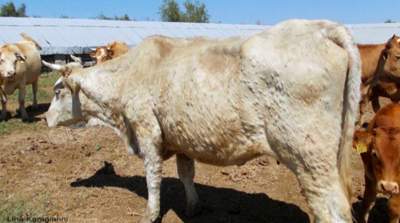 Bei an Lumpy Skin Disease erkrankten Rindern bilden sich in der Haut Knoten von 0,5 bis 5 cm Durchmesser. (Bild Greek Veterinary Authorities)