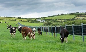 APV-Anlage in Irland auf einer Kuhweide. (Bild Next2Sun)