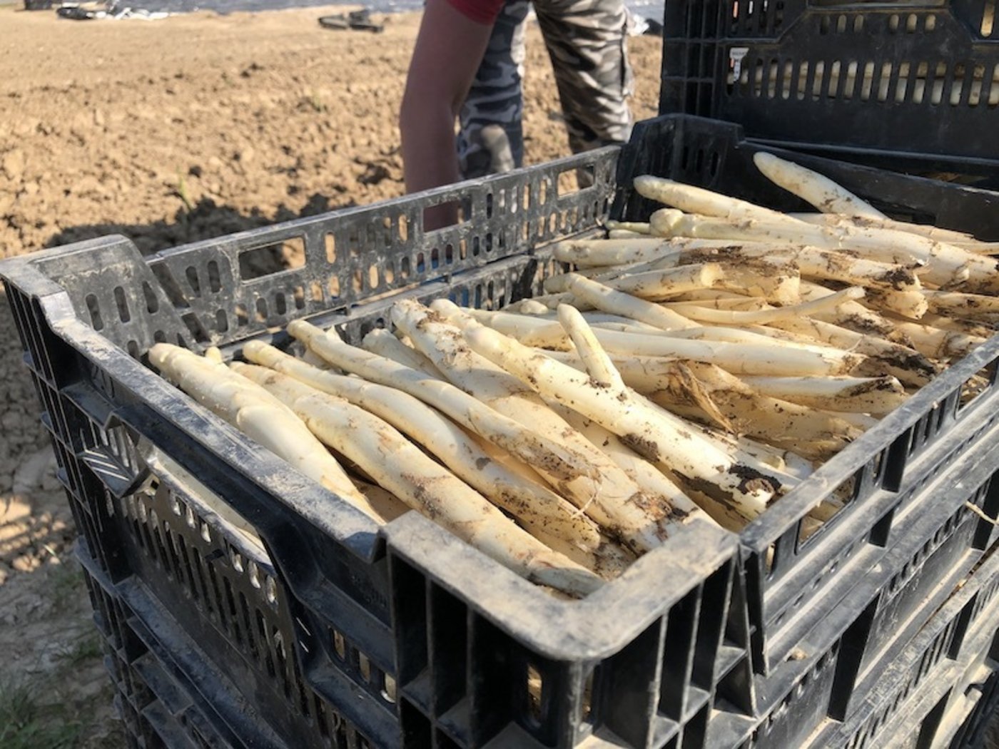 So sieht die Ernte von den Profis aus.