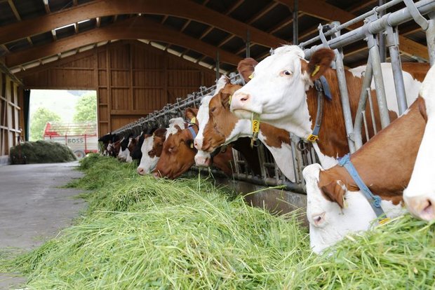 Wie auch in der Schweiz kämpfen Milchproduzenten weltweit gegen die Auswirkungen von Corona. (Bild lid/mw)