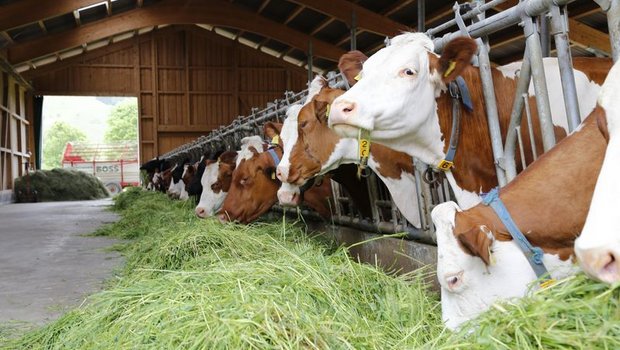 Wie auch in der Schweiz kämpfen Milchproduzenten weltweit gegen die Auswirkungen von Corona. (Bild lid/mw)
