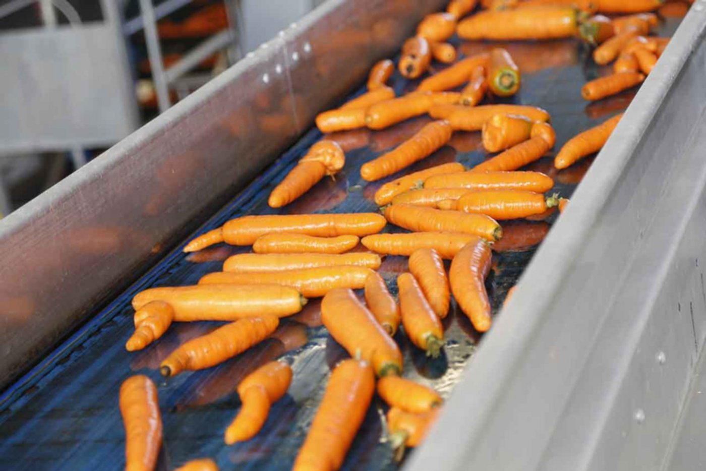Karotten dominieren bei den Erntemengen den deutschen Gemüseanbau.(Bild lid)
