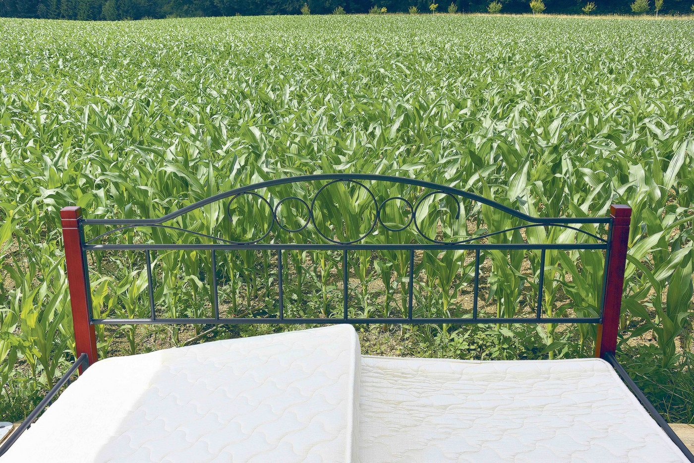 Schlafen unter freiem Himmel auf dem Maisfeld. Dieses Erlebnis bietet der Hof Tschannen im thurgauischen Illighausen. (Bild Urs Oskar Keller)