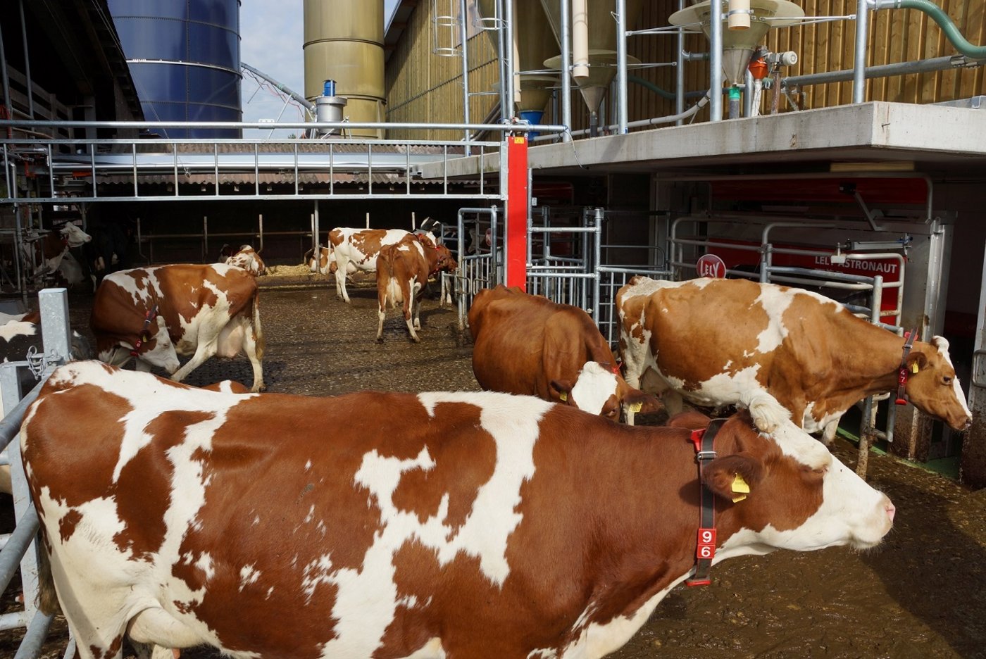 Für die Kühe scheint die Welt wieder in Ordnung zu sein.