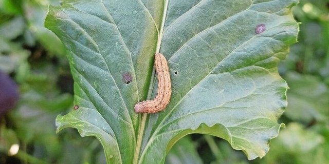 Das ist die Raupe der Gammaeule.