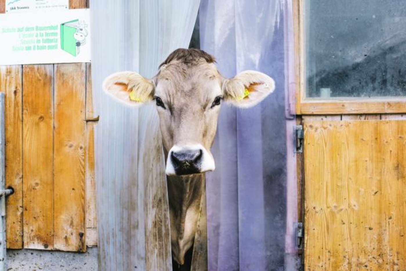 Wenn der Konsument bereit ist, für höhere Tierwohlstandards zu bezahlen, muss das genutzt werden. Das ist gut für die Konsumenten, die Bauern und dürfte auch die Kühe freuen. (Bild hja)