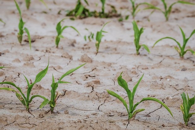 Syngenta erweitert seinen Good Growth Plan um Ziele für den Klimaschutz Der Klimawandel bringt sowohl Trockenheit als auch vermehrt Starkregen – beides Herausforderungen für die Landwirtschaft weltweit. (Bild Pixabay)